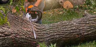 Best Emergency Tree Removal  in Val Verde, CA