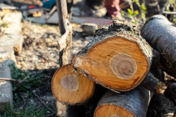 How Our Tree Care Process Works  in  Val Verde, CA