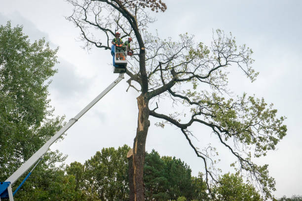 Best Fruit Tree Pruning  in Val Verde, CA